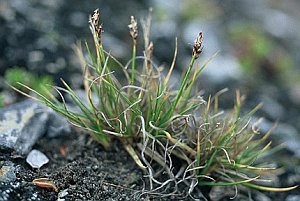 Carex glacialis Mackenzie