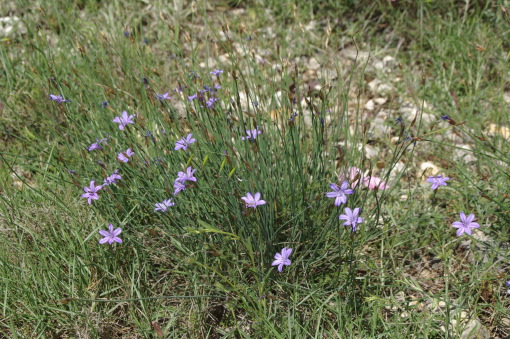 Aphyllanthes monspeliensis L.