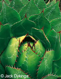 pas de alt pour cette image, soz