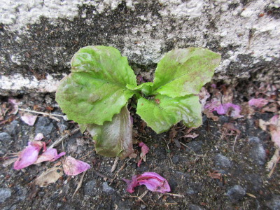 Lactuca sativa par Christine J. - CC BY-SA Tela Botanica