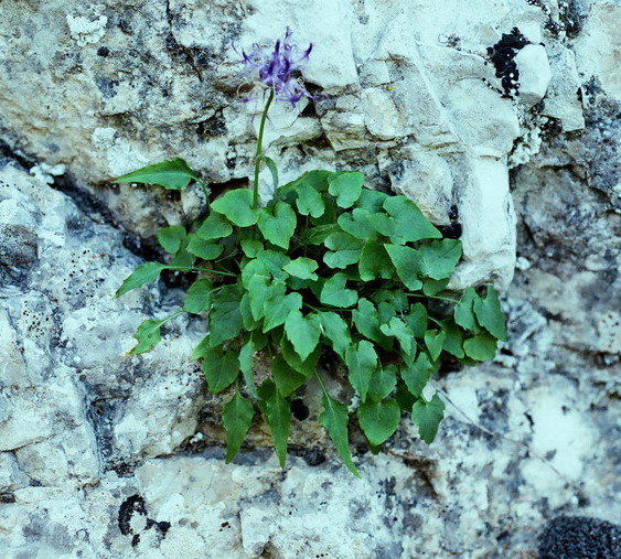 <em>Phyteuma Charmelii</em>« /><figcaption><em>Phyteuma Charmelii</em></figcaption></figure>
<p><strong>André Caligaris</strong></p>
<p>Voir l’article <em>Redécouverte de Phyteuma charmelii à la Sainte Baume</em>, du 11/07/2013 par André Caligaris <a href=