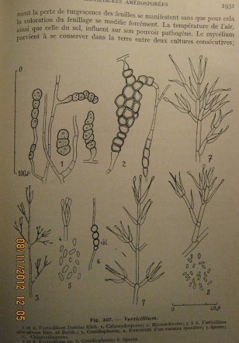 planche pour le Verticillium - dessins de thalle de Verticillium 5L.ROGER 