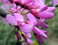 Cercis siliquastrum de Kousvet