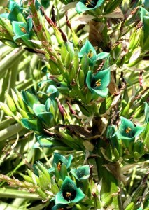 Puya berteroriana en fleur