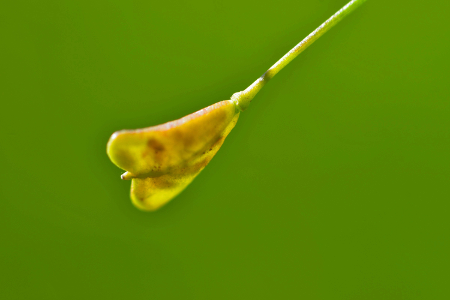 Capsella bursa-pastoris (L.) Medik. par Jean Paul Saint Marc - cc by sa Tela Botanica