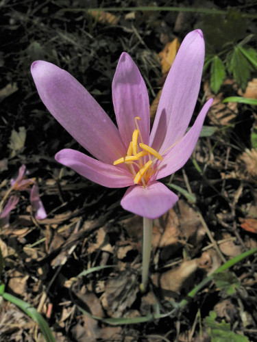 Colchicum autumnale par Jacqva - CC BY-SA Tela Botanica