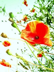 La flamme rouge du coquelicot