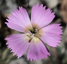 Fig. 2. Dianthus sylvestris sain