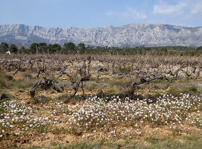 Diplotaxion erucoidis par Stephane Delplanque - CC BY SA Tela Botanica