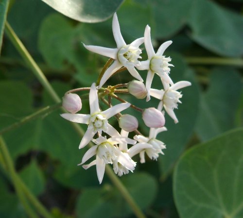 Inflorescence Cynanchum acutum