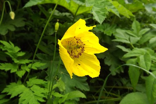 Fleur de Meconopsis cambrica (L.) Vig.