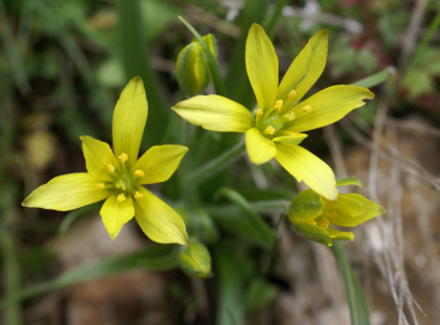 Gagea Lacaitea A.Terracc. par Liliane Roubaudi - cc by sa Tela Botanica