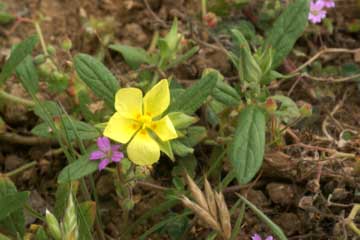 H.ledifolium L.Roubaudi