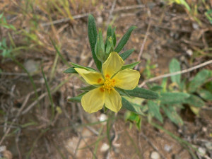 Helianthemum_ledifolium_L ._Mill._bdtfx_par_Mathieu_MENA ND