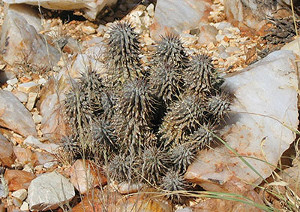 Hoodia alstonii