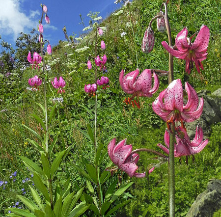 Lilium martagon L.  par Jean-Louis CHEYPE