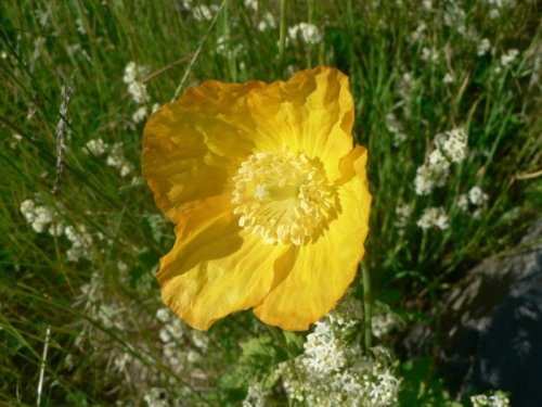 Meconopsis cambrica (L.) Vig.