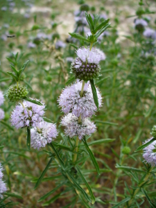 Mentha cervina L. 