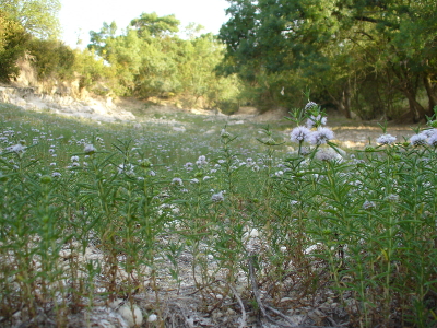 Population de Menthe des cerfs