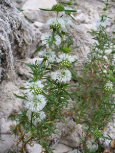 Mentha cervina L.