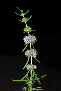 Mentha cervina L.