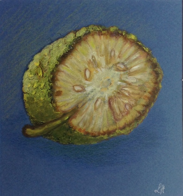 Fruit de Maclura pomifera. Huile sur papier de Line Hermet, 3 décembre2016