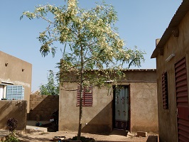 Moringa oleifera Lam. observé le ‎10 ‎février ‎2011 à Koudougou (Burkina Faso)