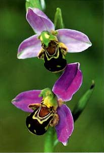 Ophrys apifera