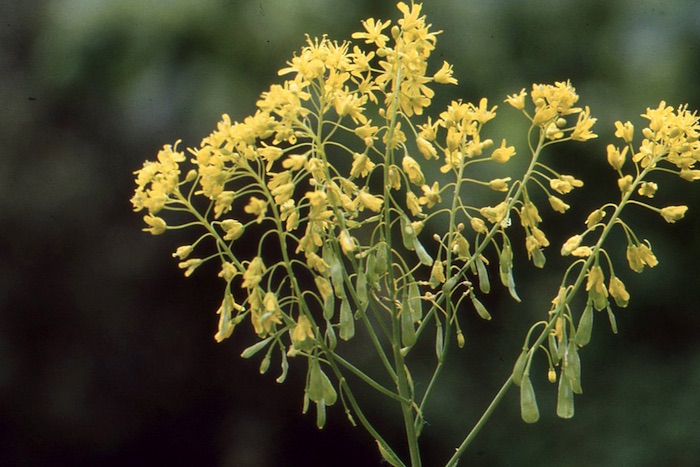 Isatis tinctoria