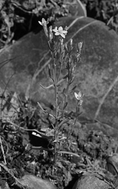 Centaurium favargeri (Photo Franck Le Driant)