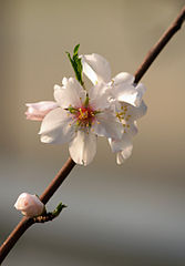 Prunus dulcis de Jörg Hempel