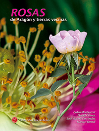 Rosas de Aragón y tierras vecinas