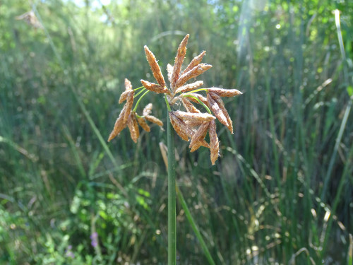 Scirpus lacustris