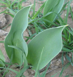 Tulipa raddii Reboul par Mathieu MENAND - cc by sa