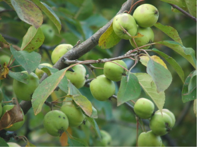 Pommes de pommier sauvage européen