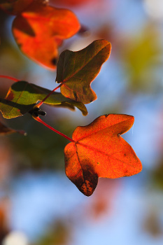 Acer monspessulanum par M. Benezech (CC by SA)