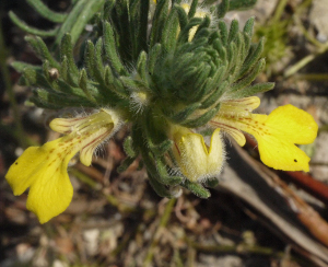 A. chamaepitys par Liliane ROUBAUDI - Licence CC by SA (Tela Botanica)