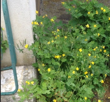 Chelidonium majus L. par  Eric RICALENS