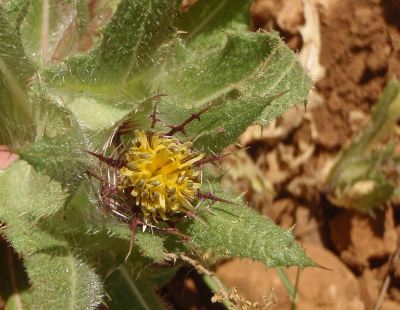 Centaurea benedicta - Genevieve BOTTI - Licence CC BY SA - Tela Botanica