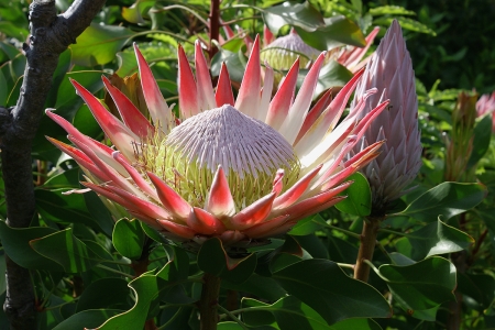 Protea cynaroïdes par François GRANJA