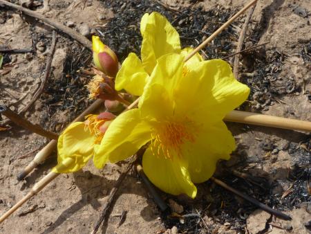 Cochlospermum tinctorium Perr. ex A. Rich. par Anne VINCENT 