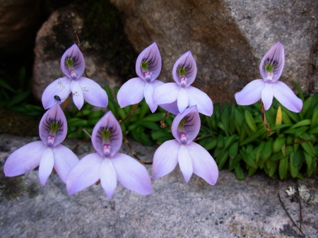 orchidacée par Josette PUYO