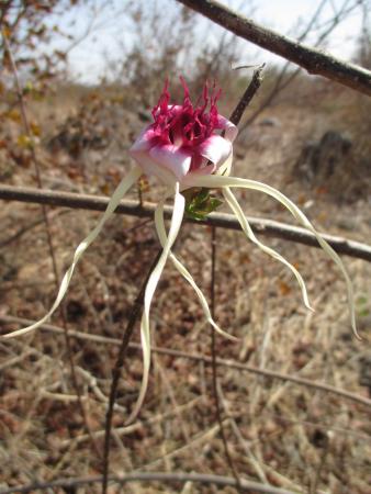 Strophanthus sarmentosus DC. par Samantha BAZAN