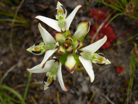 orchidacée par Josette PUYO