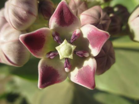 Calotropis procera (Aiton) W.T. Aiton (apd) par Samantha BAZAN