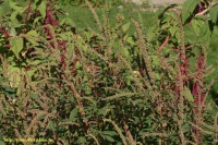 Amaranthus spinosus L. 
