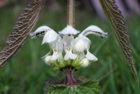 Lamier blanc - Lamium album L., par Daniel MATHIEU