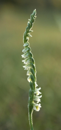 Spiranthe d'automne - Spiranthes spiralis (L.) Chevall., par John DE VOS