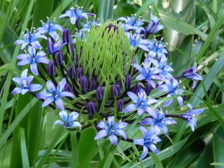 Scilla peruviana L. par Virginie PEYTAVI