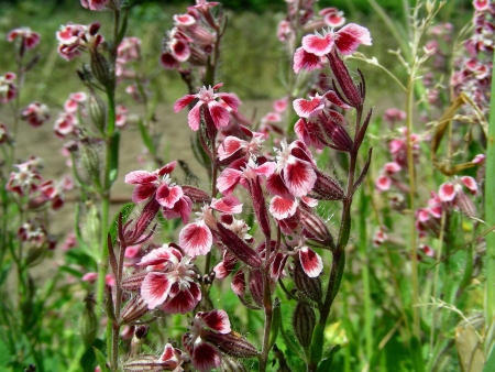 Silène de France - Silene gallica subsp. quinquevulnera (L.), par Michel DÉMARES